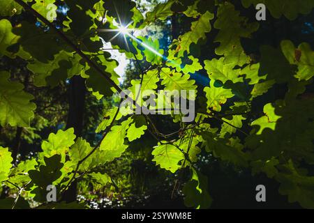 Das Sonnenlicht scheint durch Eichenblätter, wodurch ein Starburst-Effekt entsteht und die grüne Textur vor dunklem Hintergrund hervorgehoben wird Stockfoto
