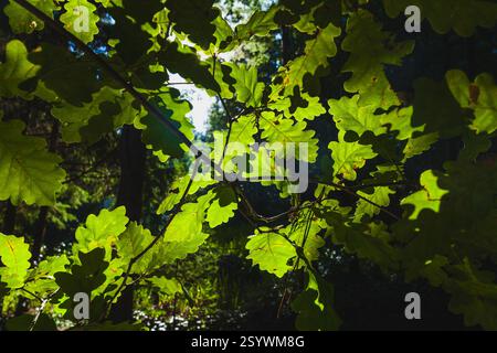 Das Sonnenlicht scheint durch Eichenblätter, wodurch ein Starburst-Effekt entsteht und die grüne Textur vor dunklem Hintergrund hervorgehoben wird Stockfoto