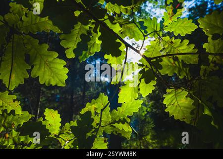 Das Sonnenlicht scheint durch Eichenblätter, wodurch ein Starburst-Effekt entsteht und die grüne Textur vor dunklem Hintergrund hervorgehoben wird Stockfoto