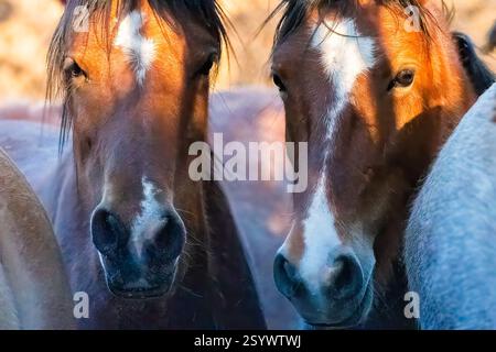 Bruder In Den Armen Stockfoto