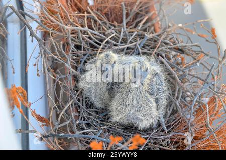 Zwei kleine Babytauben im Nest. Taubenvogelnest auf der Attika. Das Konzept des Taubenlebens in der Stadt Stockfoto