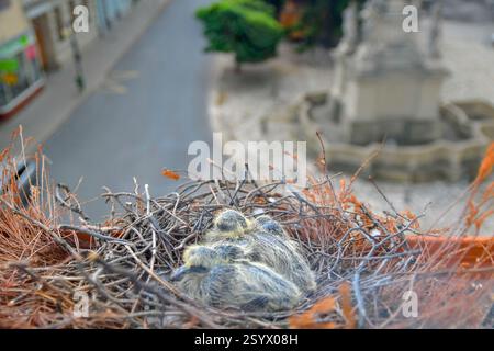 Zwei kleine Jungvögel im Nest. Taubenvogelnest auf der Fensterbank. Das Konzept des Taubenlebens in der Stadt Stockfoto