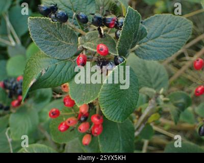 Wayfaring-Tree (Viburnum lantana), Plantae, Portsmouth, Großbritannien, Milton Common Stockfoto