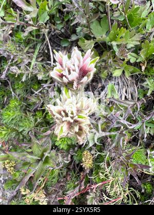 Weißer, kleinblütiger Pinsel (Castilleja parviflora albida), Plantae, USA, Common Stockfoto