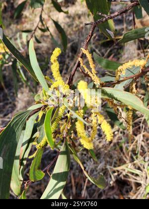 Black Wattle (Acacia leiocalyx), Plantae, Mount Morgan QLD 4714, Australien Stockfoto