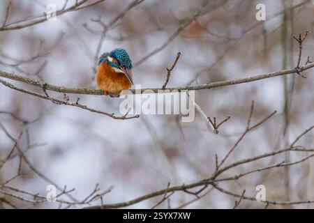 Wilder eisvogel, ein farbenfroher, blau-orange Vogel, der auf einem kleinen Zweig sitzt und auf einen Fisch wartet. Weißer und brauner Winterhintergrund. Stockfoto