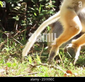 Diademed Sifaka (Propithecus diadema), Mammalia, Alaotra-Mangoro, MG-TM, MG, Sie werden Tanzende Lemuren genannt, weil sie mit ihren Hinterbeinen von Ort zu Ort hüpfen. Diademed Sifaka, auch bekannt als Dancing Lemur, Propithecus diadema oder Diademed simpona, ist eine bedrohte Art von Sifaka, einer der Lemuren, die in bestimmten Regenwäldern im Osten Madagaskars endemisch sind. Diese Art ist eine der weltweit größten lebenden Lemuren mit einer Gesamtlänge von etwa 105 Zentimetern (41 Zoll), von denen die Hälfte Schwanz ist. Wiki Lemuren sind nassnasige Primaten. Alle Arten von Lemuren sind endemisch auf der Insel Stockfoto