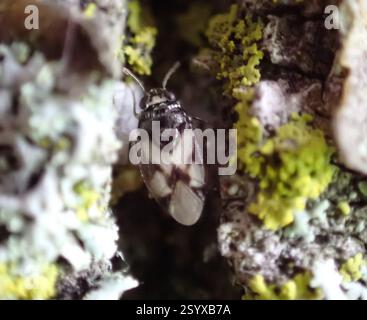 Jumping Tree Bugs (Isometopinae), Insecta, Royal Botanical Gardens - Arboretum, Old Guelph Road, Hamilton, ON, Kanada Stockfoto