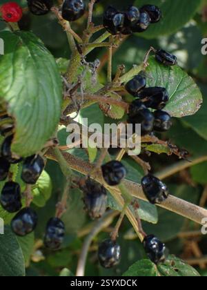 Wayfaring-Tree (Viburnum lantana), Plantae, Portsmouth, Großbritannien, Milton Common Stockfoto