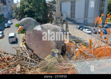 Eine Taube und zwei kleine Tauben im Nest. Zwei Tage alte Jungtiere. Taubenvogelnest auf dem Fenstervorsprung. Blick durch das Fenster des Zimmers. Die Stockfoto