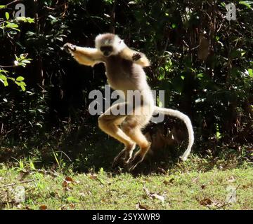 Diademed Sifaka (Propithecus diadema), Mammalia, Alaotra-Mangoro, MG-TM, MG, Sie werden Tanzende Lemuren genannt, weil sie mit ihren Hinterbeinen von Ort zu Ort hüpfen. Diademed Sifaka, auch bekannt als Dancing Lemur, Propithecus diadema oder Diademed simpona, ist eine bedrohte Art von Sifaka, einer der Lemuren, die in bestimmten Regenwäldern im Osten Madagaskars endemisch sind. Diese Art ist eine der weltweit größten lebenden Lemuren mit einer Gesamtlänge von etwa 105 Zentimetern (41 Zoll), von denen die Hälfte Schwanz ist. Wiki Lemuren sind nassnasige Primaten. Alle Arten von Lemuren sind endemisch auf der Insel Stockfoto