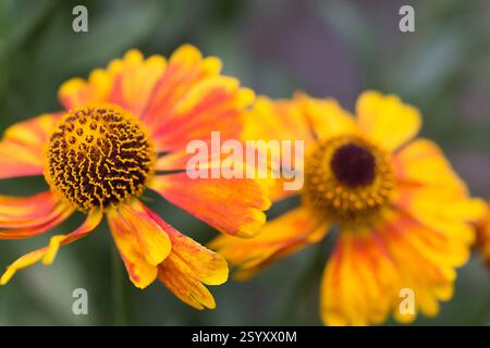 Nahaufnahme leuchtender orange-gelber Gaillardia-Blüten in einem Garten. Stockfoto