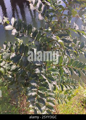 Tree Tutu (Coriaria arborea), Plantae, Belfast, Christchurch, Neuseeland Stockfoto
