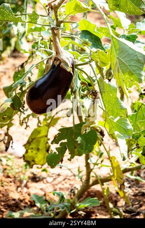 Auberginen in den Garten. Frische organische Aubergine Aubergine. Violett aubergine wächst in der Erde. Stockfoto