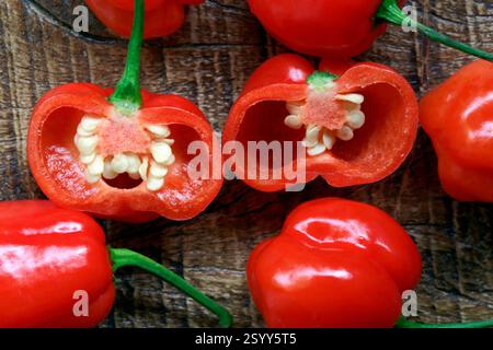 Nahaufnahme von rotem Pfeffer. pimenta de cheiro auf portugiesisch Stockfoto