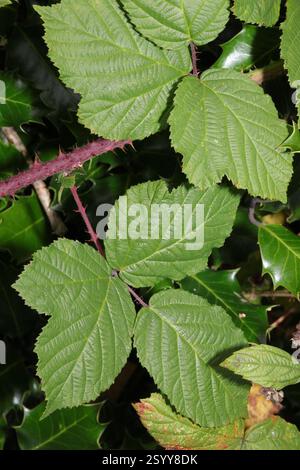 Railway Bramble (Rubus tuberculatus), Plantae, Sefton Park, Mossley Hill Drive, Mossley Hill, Liverpool, Merseyside, Großbritannien Stockfoto
