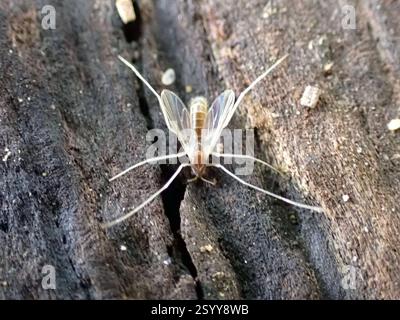 (Chironomini), Insecta, Royal Botanical Gardens - Arboretum, Old Guelph Road, Hamilton, ON, Kanada Stockfoto