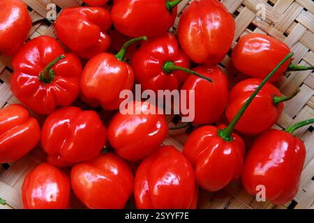 Nahaufnahme von rotem Pfeffer. pimenta de cheiro auf portugiesisch Stockfoto