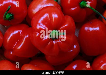 Nahaufnahme von rotem Pfeffer. pimenta de cheiro auf portugiesisch Stockfoto