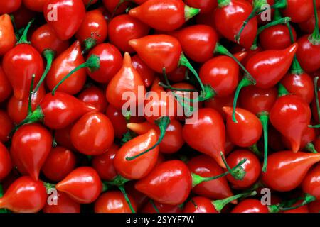 Nahaufnahme von rotem Pfeffer, pimenta de cheiro, Stockfoto