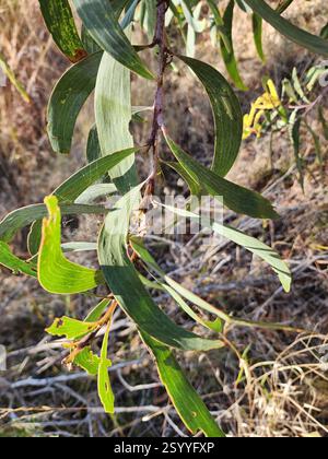 Black Wattle (Acacia leiocalyx), Plantae, Mount Morgan QLD 4714, Australien Stockfoto