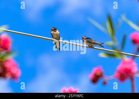 Schluckt an einem Kabel. Stockfoto