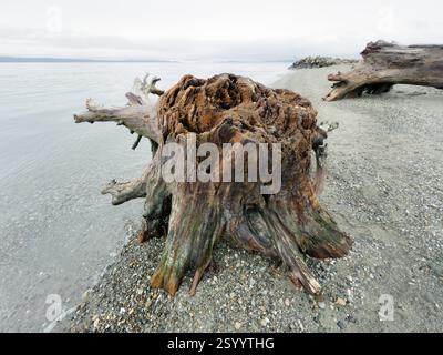 Große Baumstücke von Treibholz an der Wasserlinie am Strand entlang der Küste Stockfoto