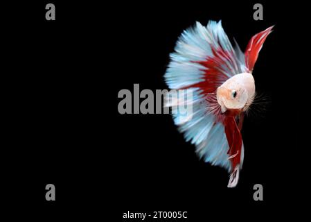 Halb rot und blau Betta Siam Kampffisch, Betta Splendens Pla-kad (Beißfisch) von Thailand, Schwimmbewegung auf schwarzem iso Stockfoto