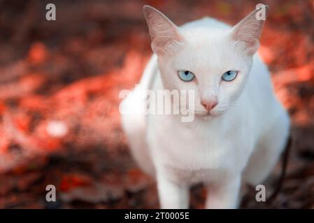 Die weiße Katze starrt und sitzt auf dem roten Boden aus roten Ahornblättern im Park. Herbst- oder Frühlingssaison. Selektiv Stockfoto