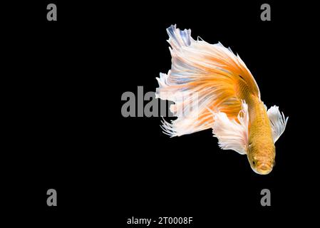 Goldene Betta Siamfische, Betta splendens Pla-kad (Beißfische) aus Thailand, Schwimmbewegung auf schwarzem isoliertem Backg Stockfoto