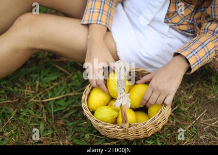 Frische gelbe reife Zitronen auf dem Baum. Zitronenanbau mit Korb voller Zitrone Â Bauernhof. Stockfoto