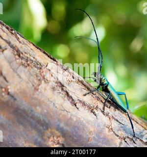 Moschuskäfer (Aromia moschata) auf einem Baumstamm im Sommer in freier Wildbahn Stockfoto