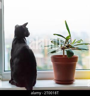 Schwarze orientalische Katze, die ins Fenster blickt Stockfoto