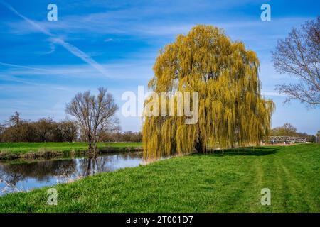 Eine wunderschöne Weide am Ufer des Unstrut River Stockfoto