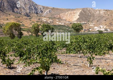 Assyrtiko - einheimische Weintraube auf dem Weinhof auf der Insel Santorini, Griechenland Stockfoto