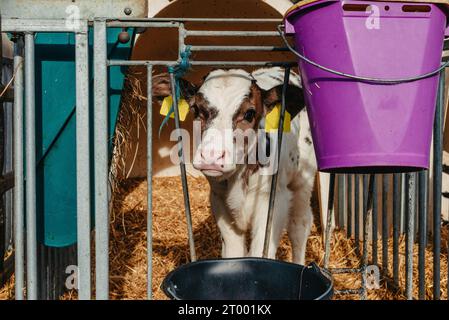 Kleines Kalb mit gelben Ohrmarken, das in einem Käfig in einer sonnigen Viehscheune auf dem Bauernhof auf dem Land steht und in die Kamera blickt. Rinderrasse Stockfoto