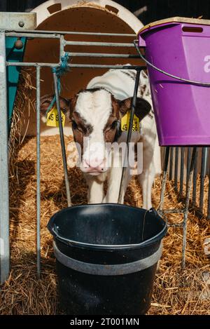 Kleines Kalb mit gelben Ohrmarken, das in einem Käfig in einer sonnigen Viehscheune auf dem Bauernhof auf dem Land steht und in die Kamera blickt. Rinderrasse Stockfoto