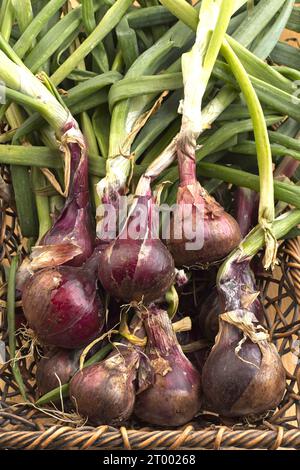 Haufen frisch geernteter roter Zwiebeln. Stockfoto