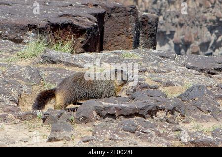 Niedliche Murmeltierspaziergänge auf den Felsen in Idaho. Stockfoto