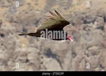 Der Truthahngeier fliegt tief in Idaho. Stockfoto