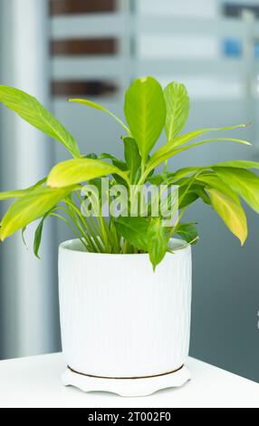 Wunderschöne Zimmerpflanzen im weißen Topf Stockfoto