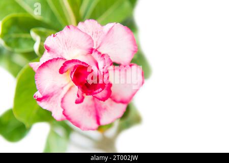 Rosa Blume Adenium isoliert auf weiß Stockfoto