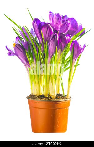 Bouquet von lila Krokus im Keramiktopf Stockfoto