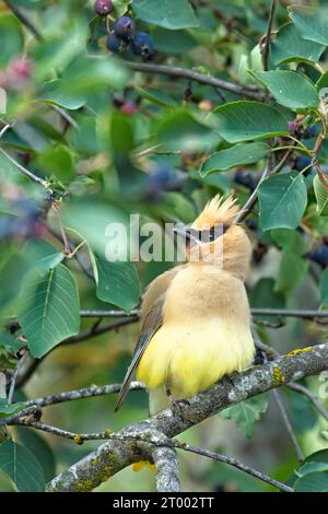 Porträt eines Zedernwachses in einem Baum. Stockfoto