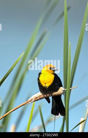 Gelbköpfige Amsel auf einem Katzenschwanz. Stockfoto