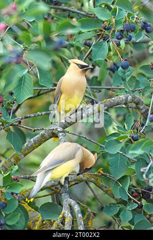 Zwei Zedernwachs-Flügel in einem Baum. Stockfoto