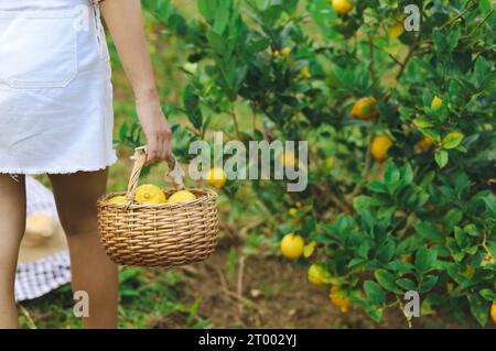 Frische gelbe reife Zitronen auf dem Baum. Zitronenanbau mit Korb voller Zitrone Â Bauernhof. Stockfoto