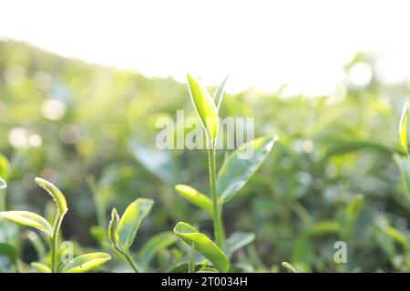 Grüne Teeblätter in einer Teeplantage Closeup, Top of Green Teeblätter am Morgen Stockfoto