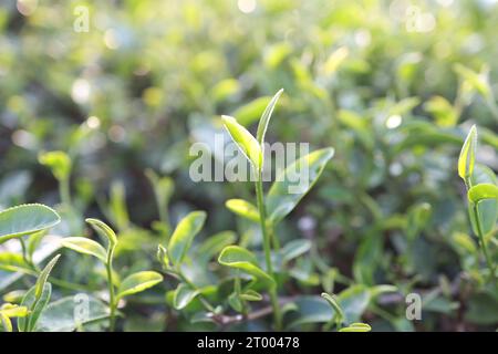 Grüne Teeblätter in einer Teeplantage Closeup, Top of Green Teeblätter am Morgen Stockfoto