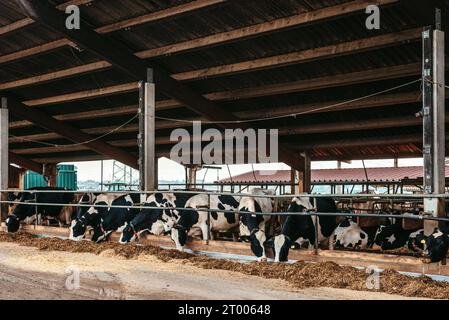 Kälber im Käfig, Pflege auf Bio-Bauernhöfen, Futter Heu Gras Silage Haustiere, Milchviehrassen, Kuhfütterung. Rasse Fleckvieh, Stockfoto